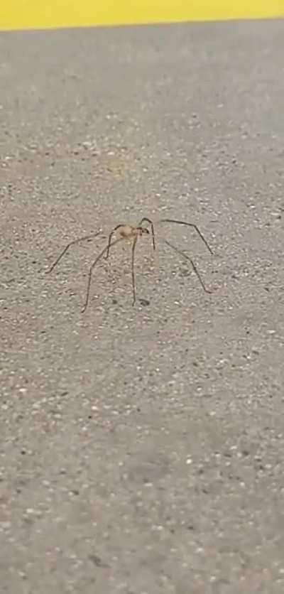 spider gettin down with it