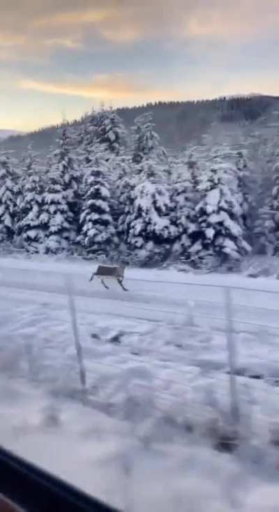 ?Reindeer chasing the train seems like he is about to take off..