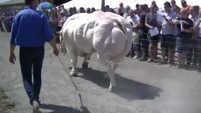 ? The Belgian Blue Bull is Absolutely Jacked