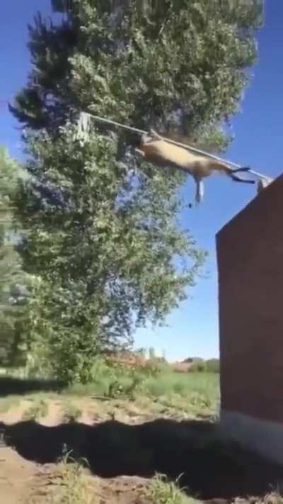 Dog: "I sure hope they don't expect me to do that"