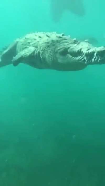 ? Massive Saltwater Croccodile casually swimming by a Scuba diver.