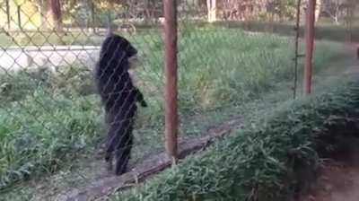 Sun bear casually strolls