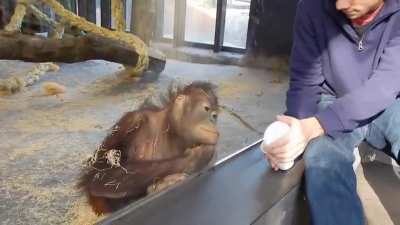 Ape magic trick ?