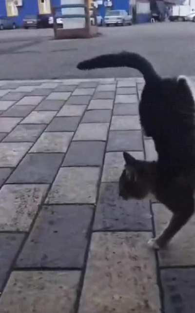 Silly Kitty