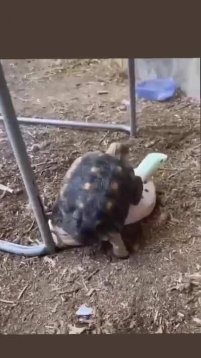 to breed