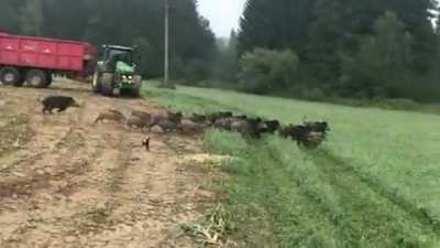 "Just one more little patch of corn to harvest..."