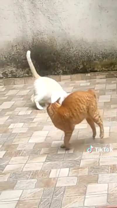 Epic battle