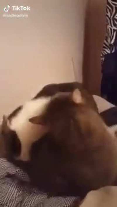 Startled scream.