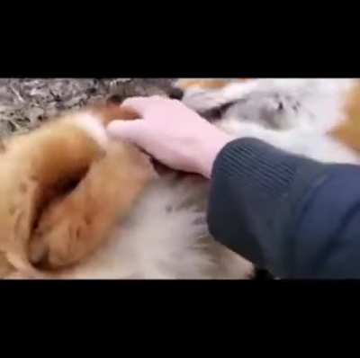 What does the fox say?
