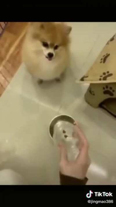 Putting the dog on a diet