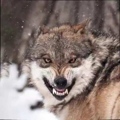 Combining of 70 pictures by googling "wolves" and creating this!