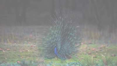 A peacock ? welcoming monsoon