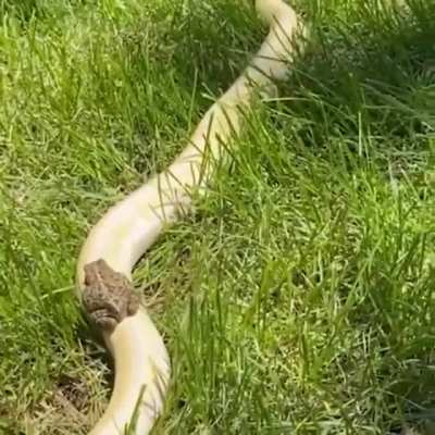 ? Toad riding a snake ?