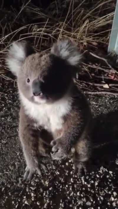 "Get off the road, Mate." Aussie finds a small Koala wandering the road at night...