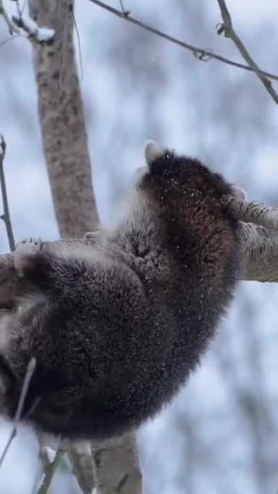 ?Raccoons are nocturnal animals and sleep during the day. They sleep in all sorts of places from trees to holes in the ground and even in abandoned sheds and cars