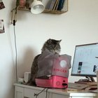 apparently my cat is a seamstress