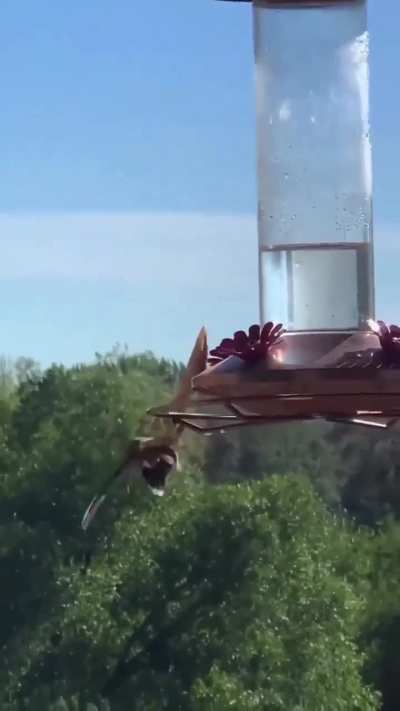 ?mantis takes down a hummingbird
