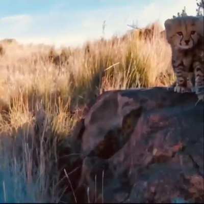 ? Cheetah mom communicating with her three cubs..