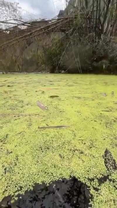 Phone takes a dive underwater to show what it looks like
