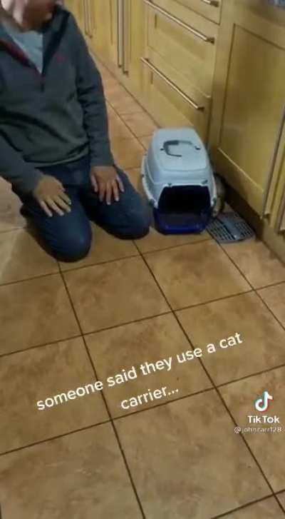 Trying to move ferrets