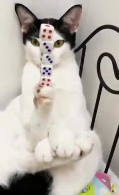 This is called cat Balancing