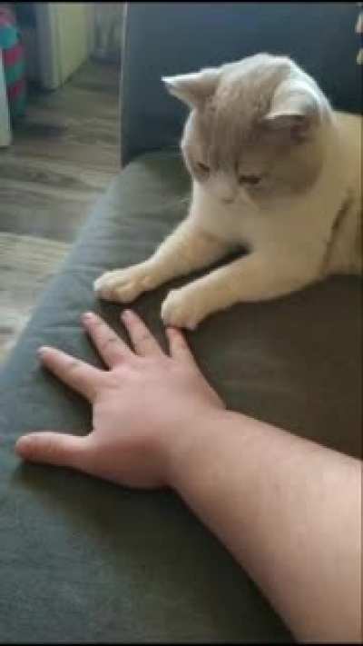Look at it ?