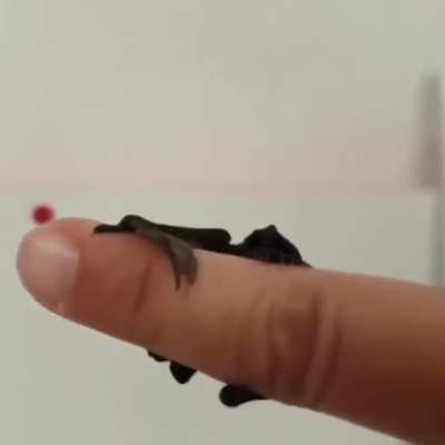 lil batty taps ?