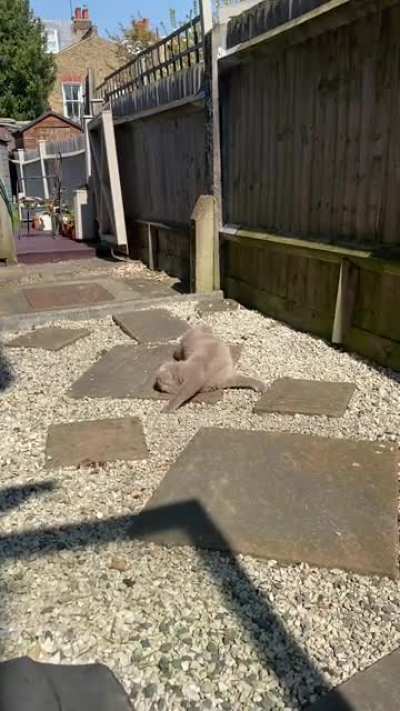 Derpy sun cat