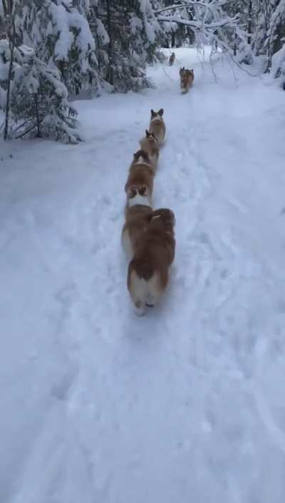 ? Corgi pups march in single file to conceal the strength of their number from the enemy