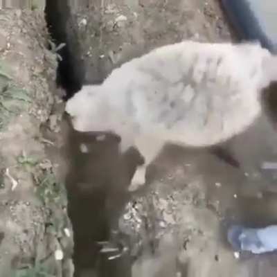 At least the kid is doing his best