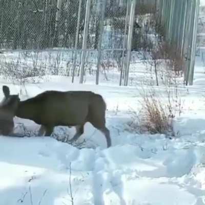 Lynx Attacks