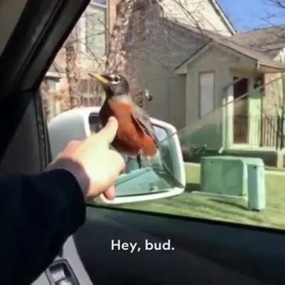 There's a bird in my car!