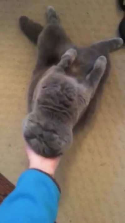 I have the cutest, derpiest cat ?