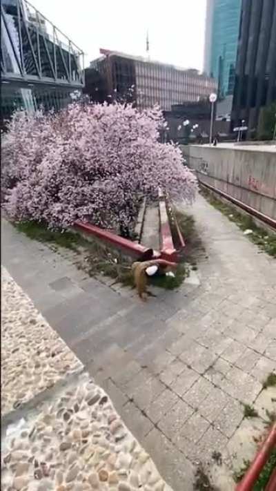 Parkour madness