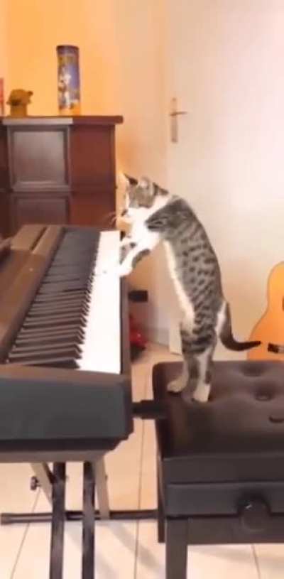 Snoopcat is here for you!