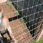 A normal day at the petting farm