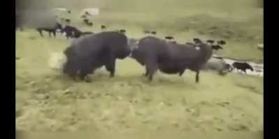 Maybe maybe maybe