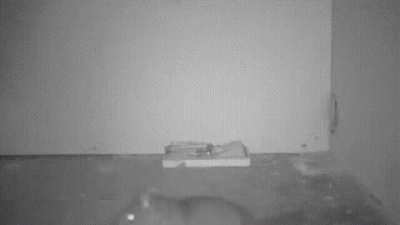 ? A rat uses a pencil to activate the trap and get the food.