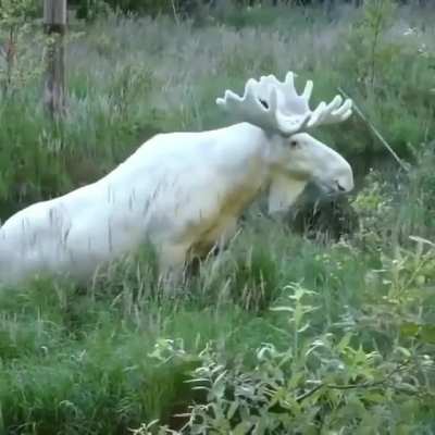? An extremely rare Albino Moose
