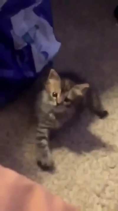 Lil' guy flipped the script