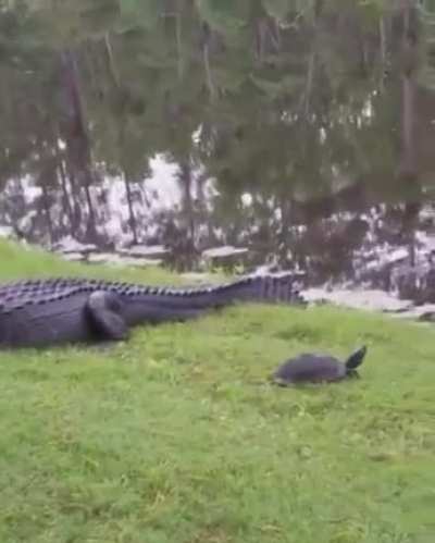 ? Turtle makes a daring escape ?