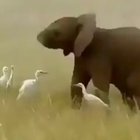 ? Baby elephant playfully showing off his flexible trunk