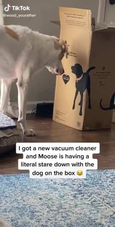 Dogs do the darndest things