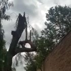 it's a nice day for chopping a tree