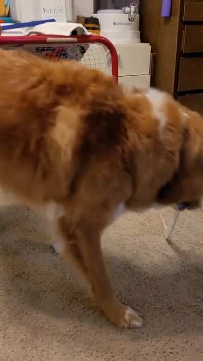 My dog was so proud after this unbelievable hockey goal ?(OC)