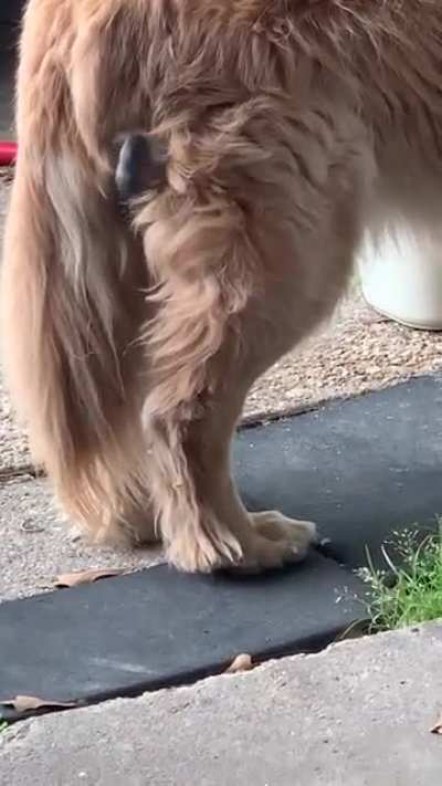 Brave birdie “Lorax” back for more! Rock doesn’t care! ?