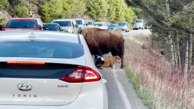 Sleepy little bison takes a quick rest on a road in Yellowstone while his herd waits around patiently