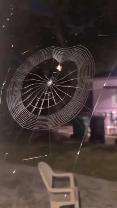 WOW!?️Spider's Nesting ?️?️?️