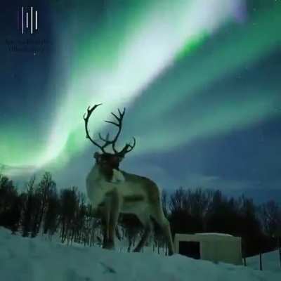 ? This reindeer under an aurora