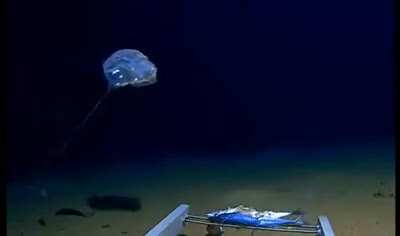 ? Never-before-seen creature filmed at the bottom of the Java trench, 4.5 miles deep.